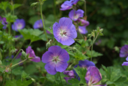 Geranium 'Gerwat' syn. Geranium 'Rozanne' bestellen